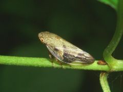 Aphrophoridae